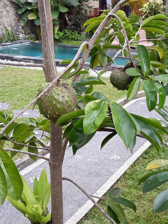 Umah Dangin Guest House Ubud Esterno foto