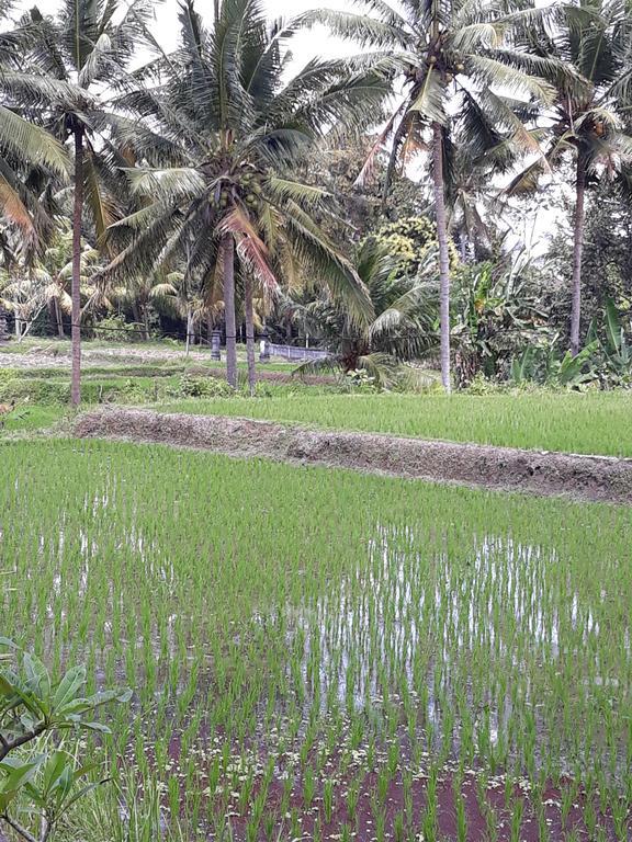 Umah Dangin Guest House Ubud Esterno foto