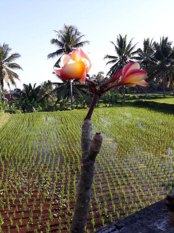 Umah Dangin Guest House Ubud Esterno foto