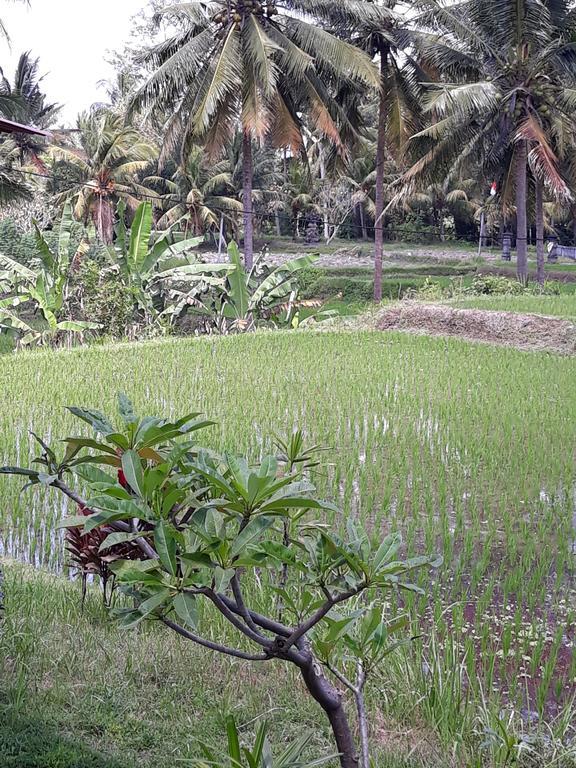 Umah Dangin Guest House Ubud Esterno foto