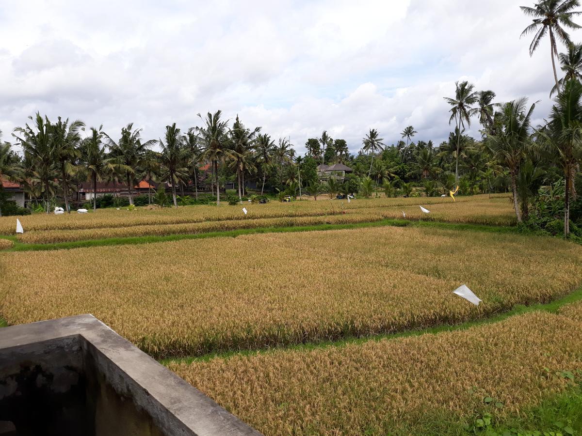 Umah Dangin Guest House Ubud Esterno foto