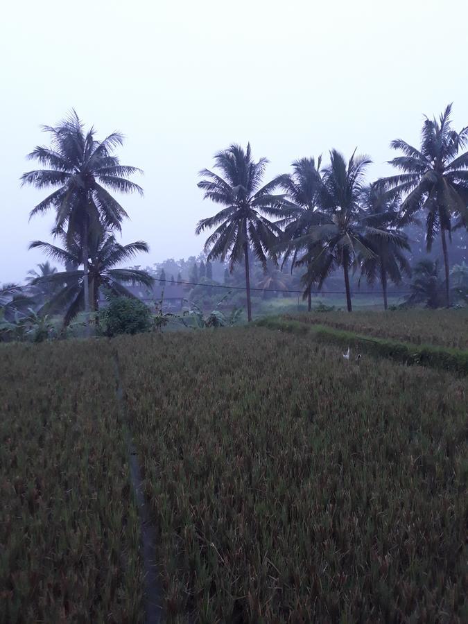 Umah Dangin Guest House Ubud Esterno foto